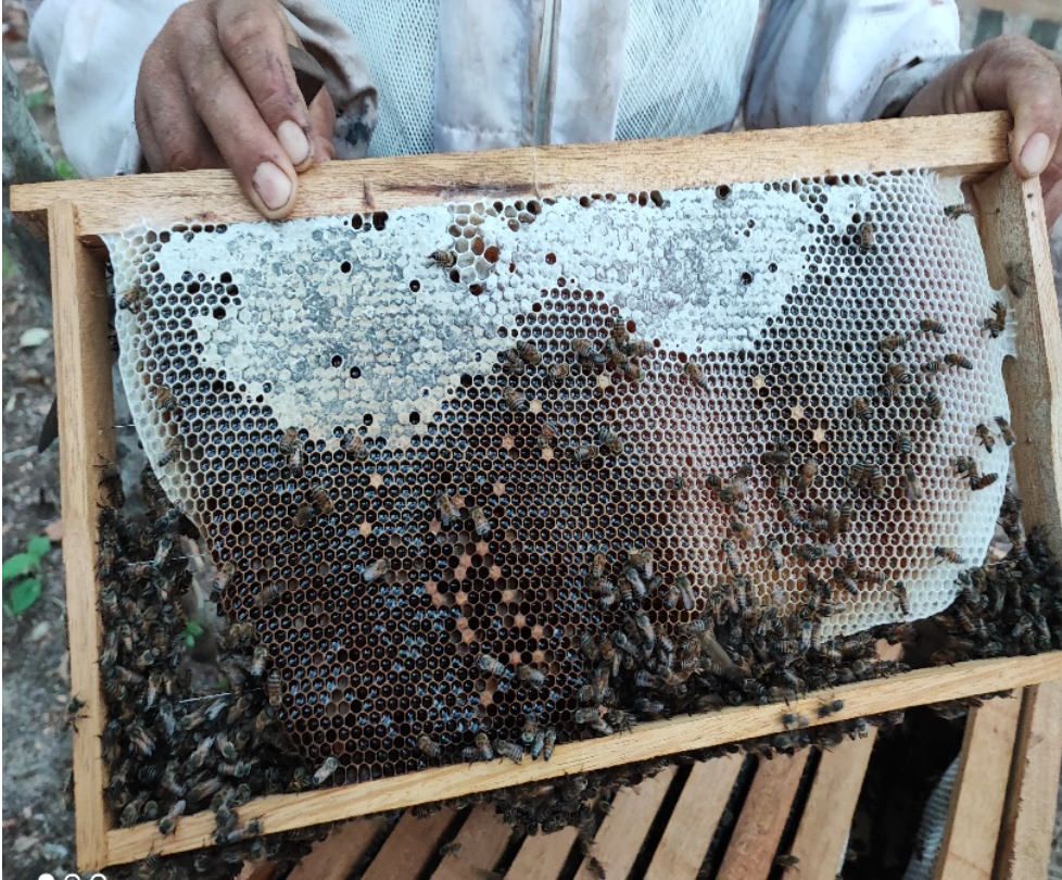 Celebrating Indigenous Beekeeping Practices on World Bee Day Cultural